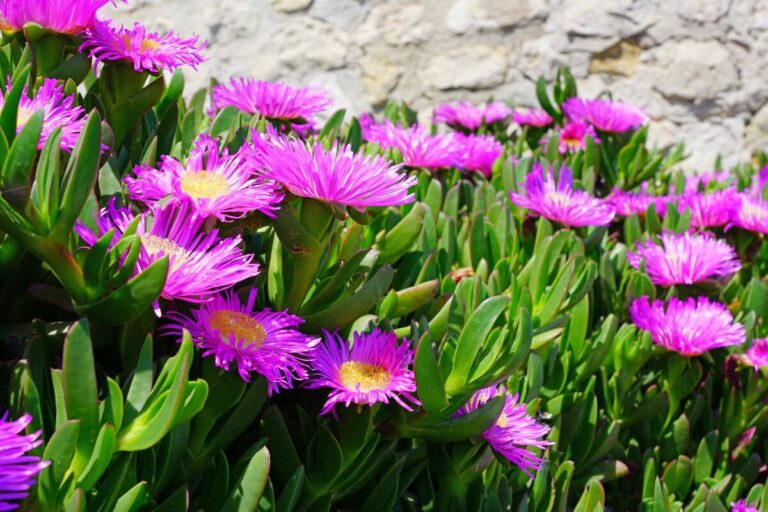 Arcobaleno nel tuo giardino roccioso: scopri la piante grassa che fa la differenza coltivare il mesembriantemo nel tuo giardino roccioso