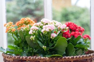 Coltivazione della Kalanchoe