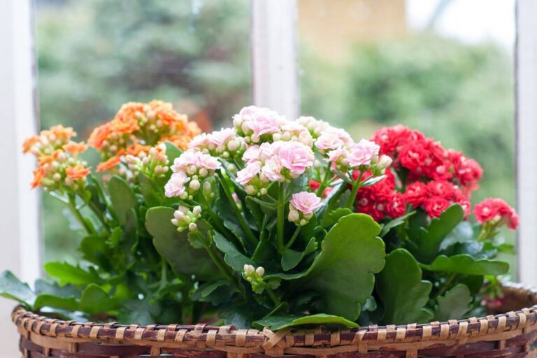 Succulente per interni: scopri questa splendida pianta grassa che fiorisce in casa Coltivazione della Kalanchoe