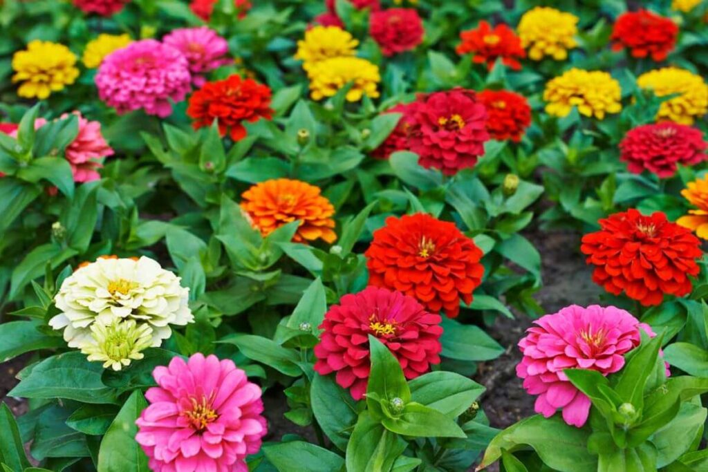 Consigli per disporre le piante in giardino