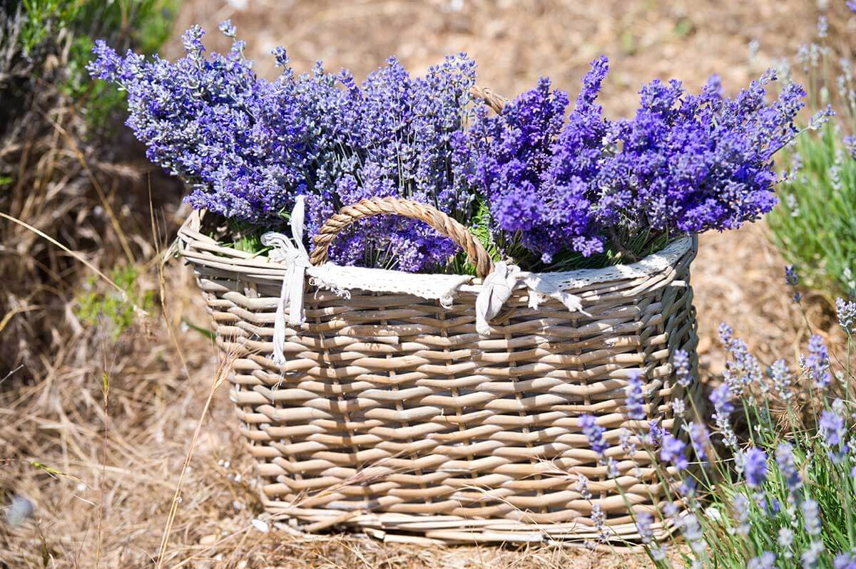 Idee creative per rendere il giardino irresistibile