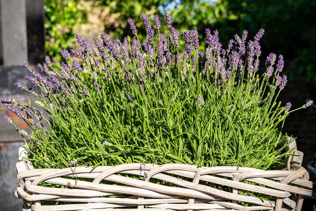 Lavanda in balcone