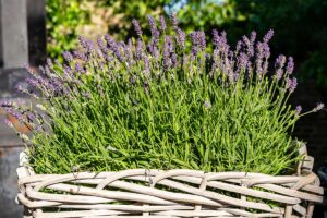 Lavanda in balcone