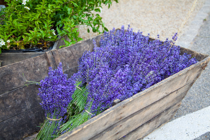 lavanda in giardino
