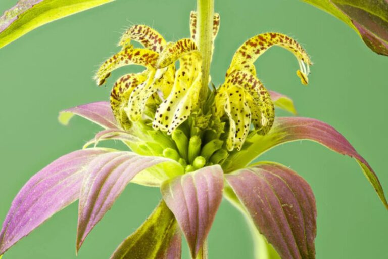 Estate senza zanzare: scopri la meravigliosa pianta che le tiene lontane Monarda punctata, pianta antizanzare