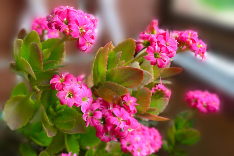 Foglie carnose, cuore caldo: scopri la pianta grassa perfetta per interni Kalanchoe, pianta da interni