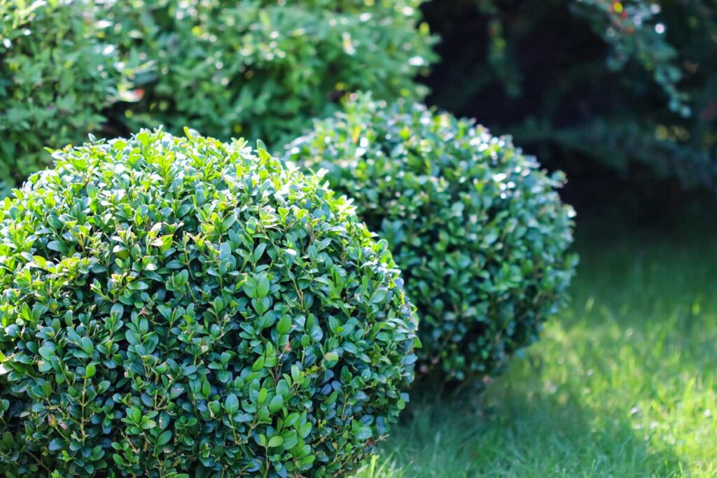 Buxus sempervirens