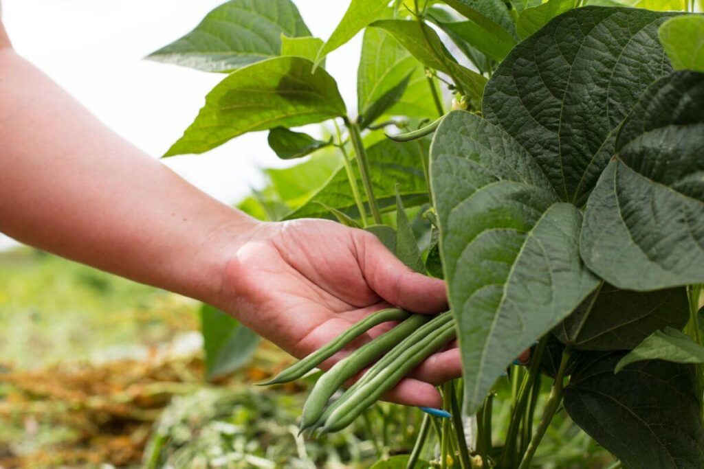 Come proteggere dai pidocchi le tue piante di fagiolini