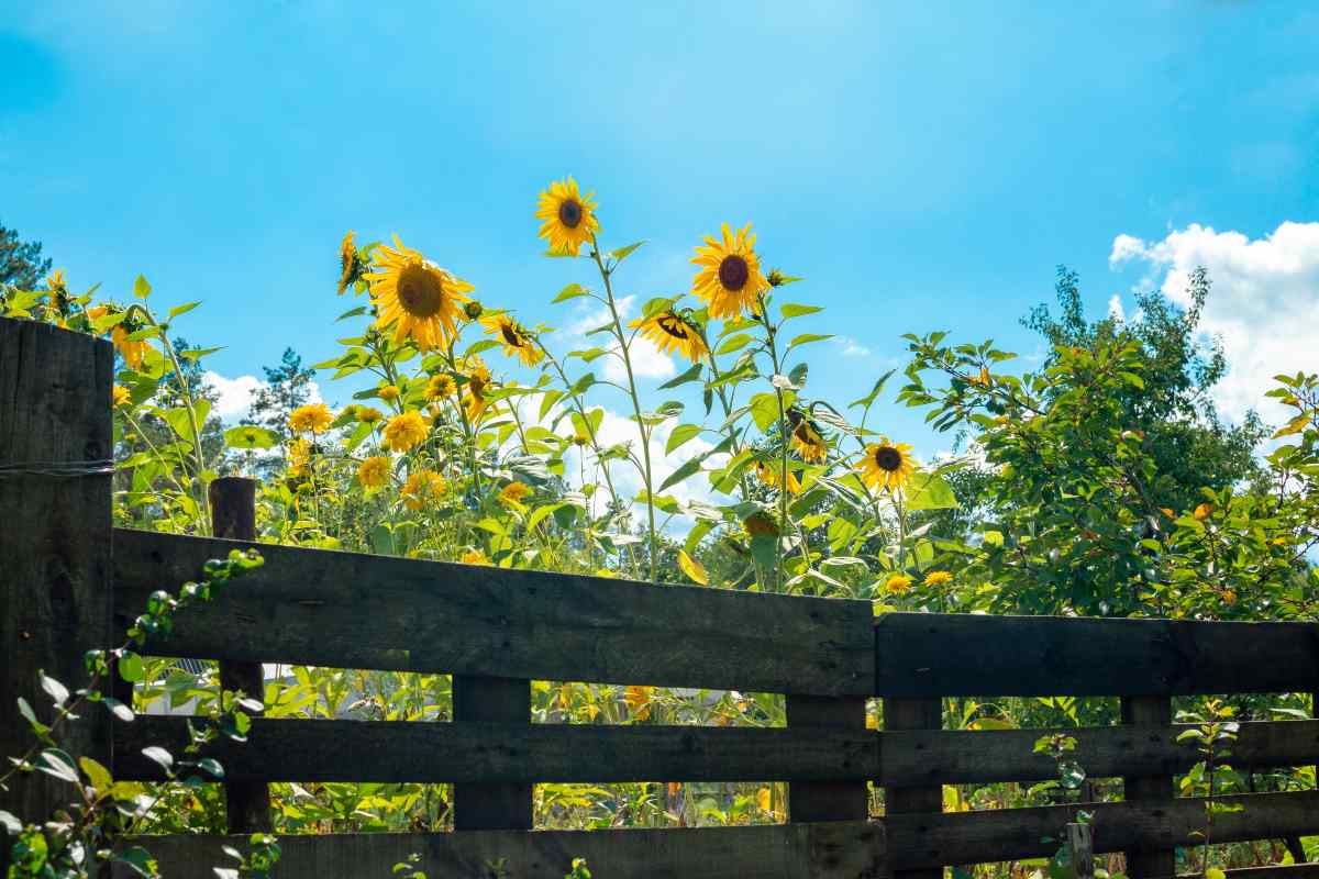 recinzione in legno con pallet