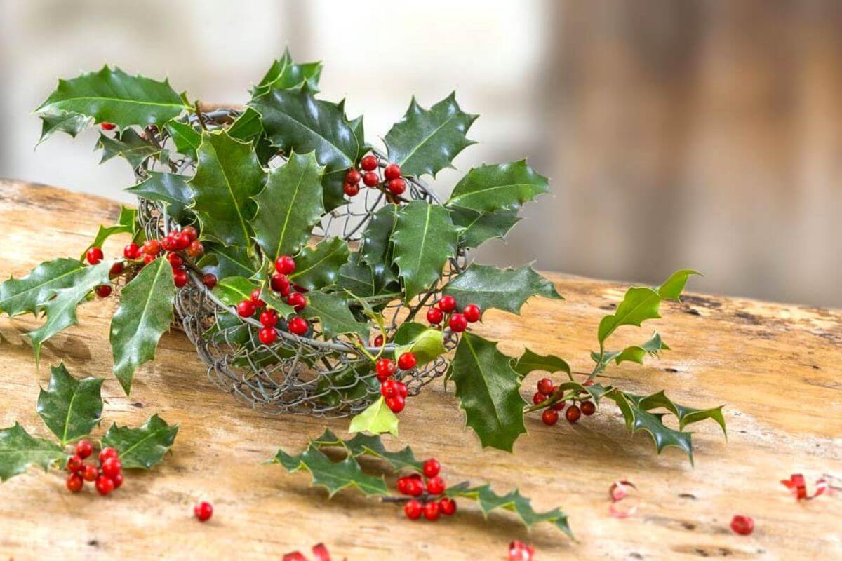 Le migliori piante per una siepe spinosa