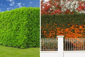 Le piante giuste per una siepe spinosa