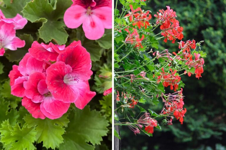 Trasforma il tuo balcone con questi gerani pendenti: le 4 varietà imperdibili Gerani pendenti le 4 varietà imperdibili