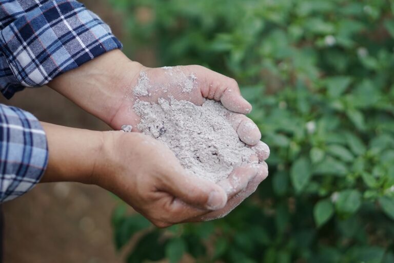 Cenere per le piante: benefici e utilizzi in giardinaggio Cenere per piante