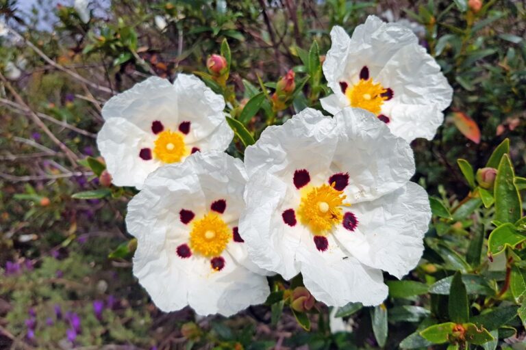 Coltivare il cisto in giardino e in vaso: consigli pratici e semplici Come coltivare il cisto