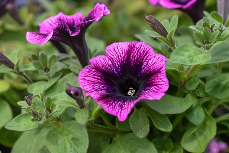 Come coltivare surfinie da sogno sul tuo balcone: trucchi e consigli essenziali Come coltivare surfinie da sogno sul tuo balcone
