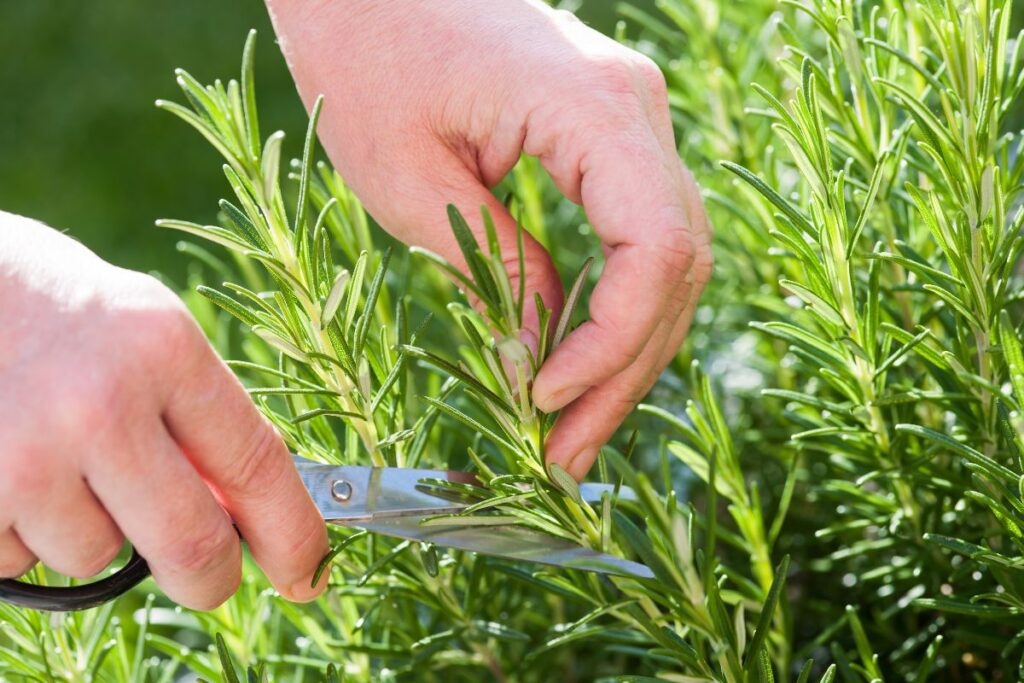guida per talee in acqua