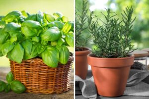 Piante repellenti per piccioni