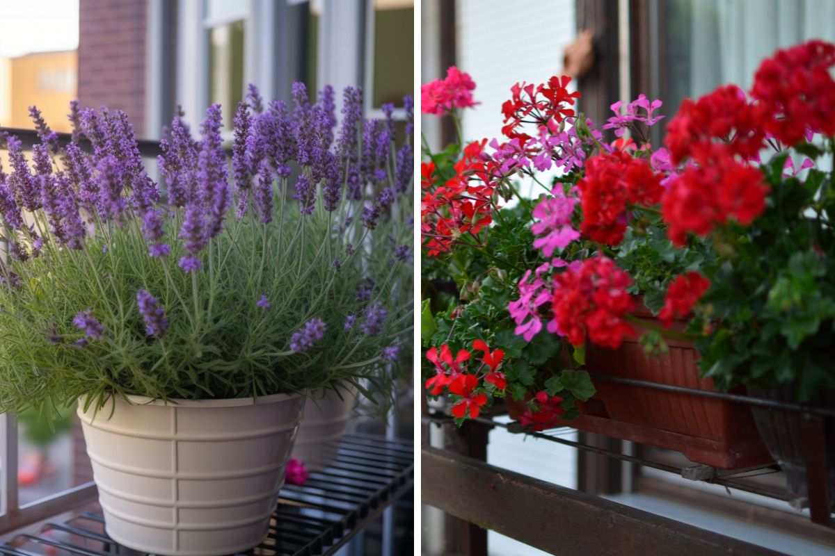 Piante che allontanano i piccioni