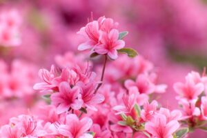 Curare la tua azalea