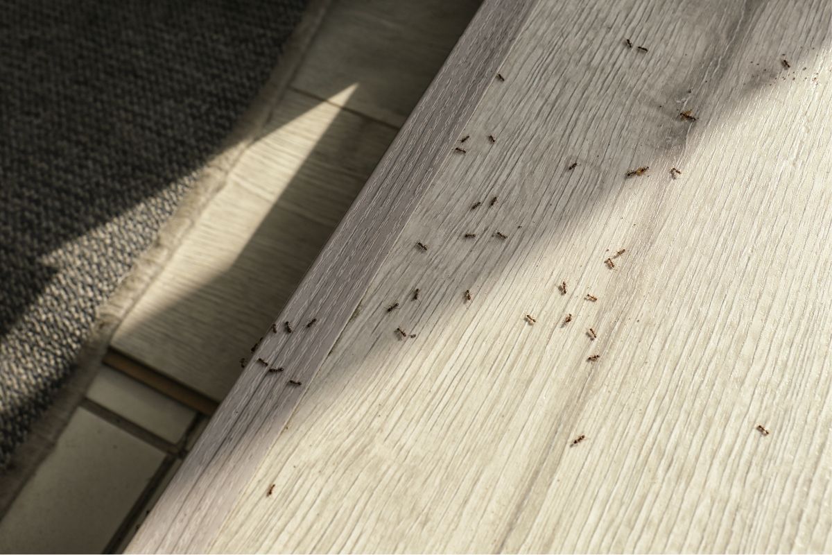 Repellente naturale per insetti