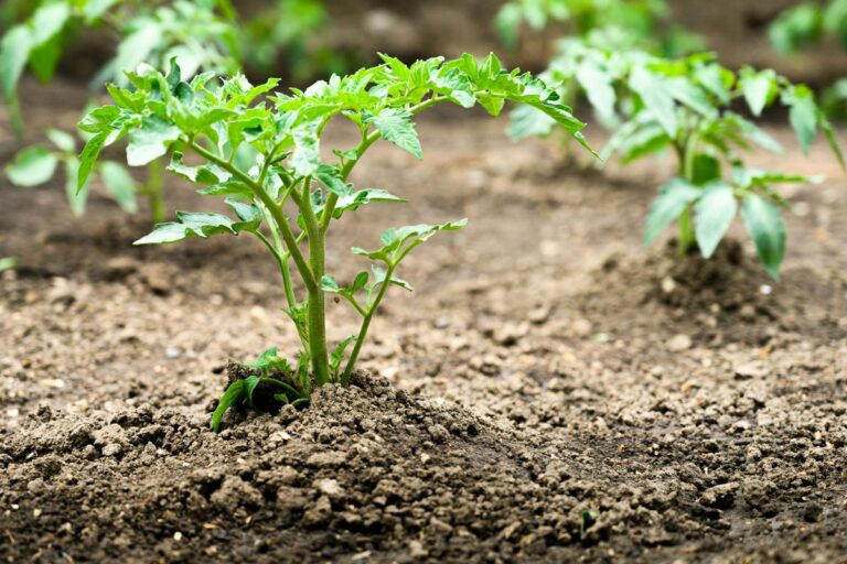 Trapianto di pomodori: scopri il momento migliore e le tecniche essenziali Piantare pomodori