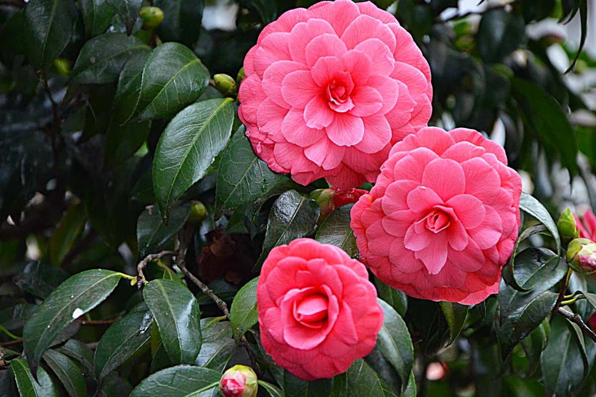 Camelia in giardino.