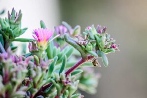 Come coltivare il Delosperma in giardino