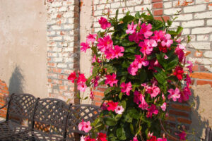 Come curare la Mandevilla