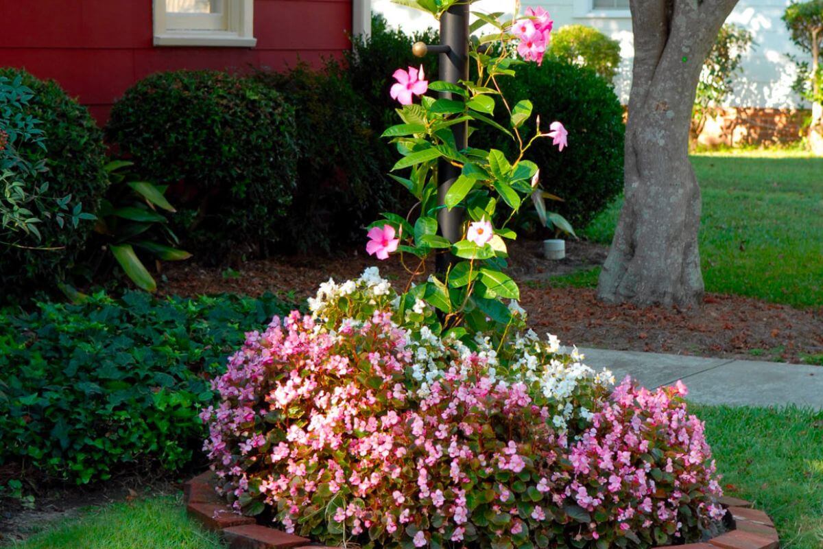 Come curare la Mandevilla