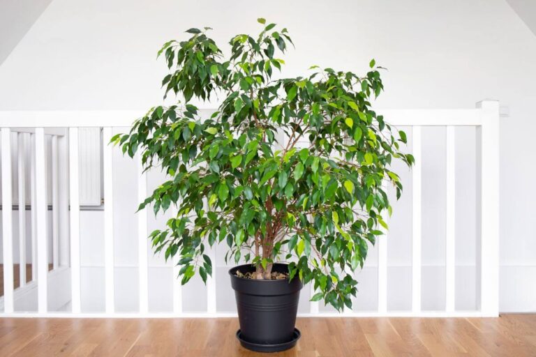 Potatura e cura del Ficus Benjamin: consigli per una pianta lussureggiante a casa tua Come potare e curare il ficus benjamin