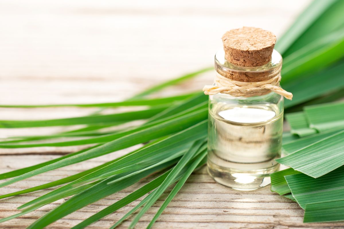 Come preparare l'olio di citronella in casa