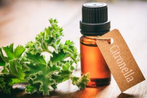 Come preparare l'olio di citronella in casa