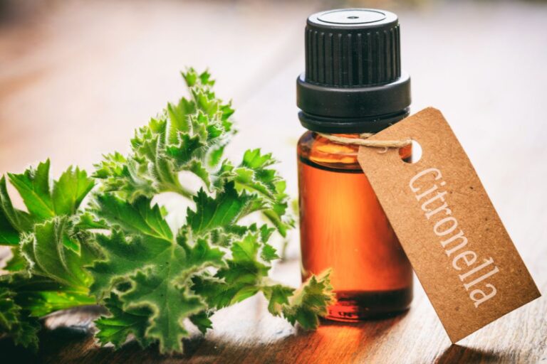Come preparare l'olio di citronella in casa