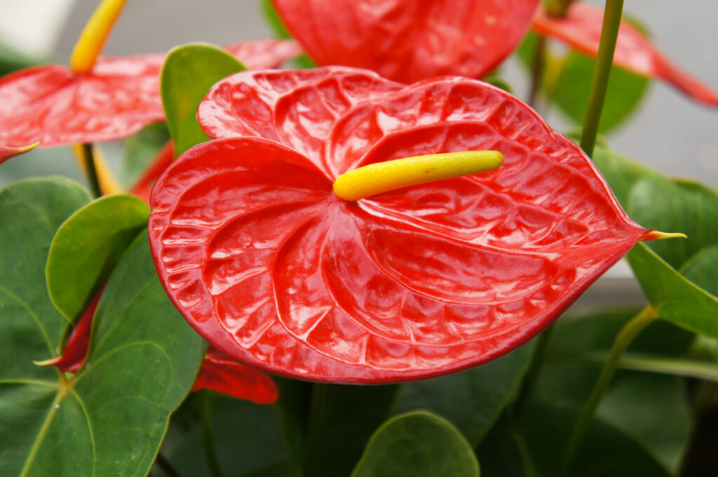 Come propagare l'Anthurium con la banana