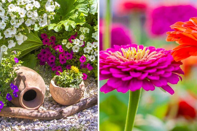 Cosa piantare a fine maggio: 5 fiori per un'aiuola super colorata fiori aiuole fine maggio