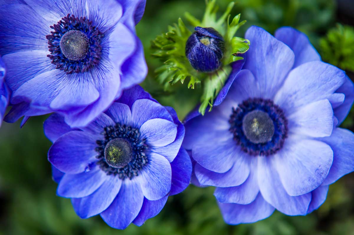Anemone