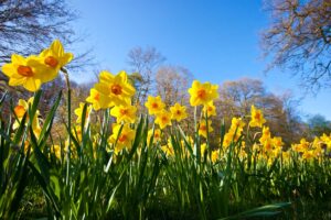 belle piante primaverili per il giardino
