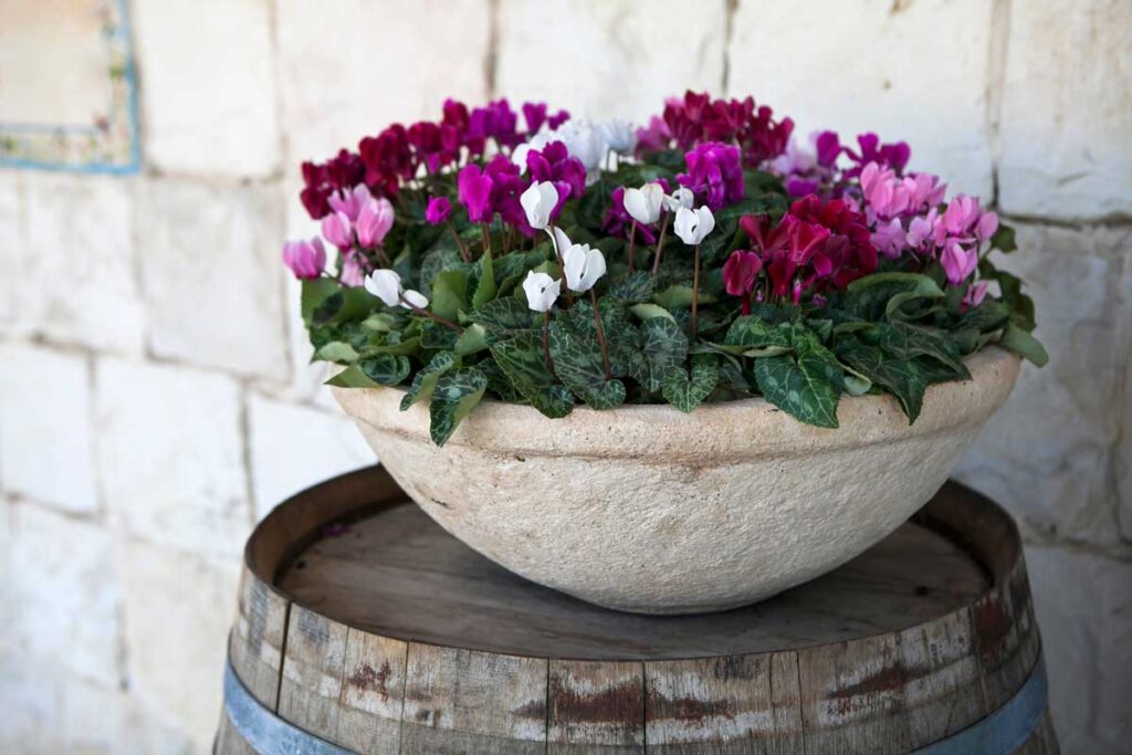 Gli errori da evitare per far fiorire i ciclamini a maggio