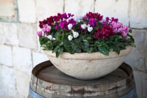 Gli errori da evitare per far fiorire i ciclamini a maggio