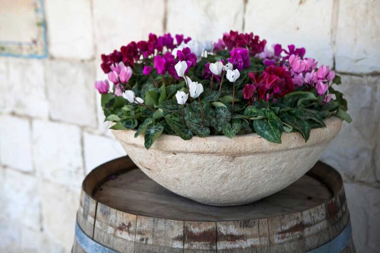 Evita gli errori comuni e fai fiorire il tuo ciclamino a maggio Gli errori da evitare per far fiorire i ciclamini a maggio