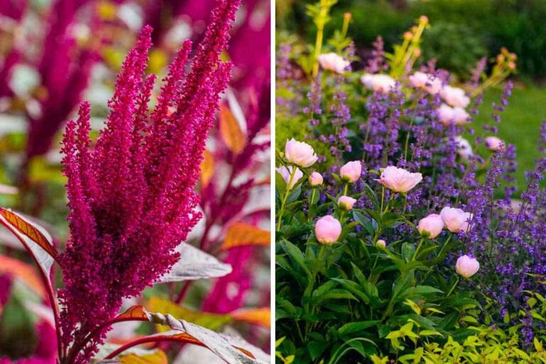 Colora il tuo giardino in primavera: i 7 fiori perenni che fioriscono a maggio i 7 fiori perenni