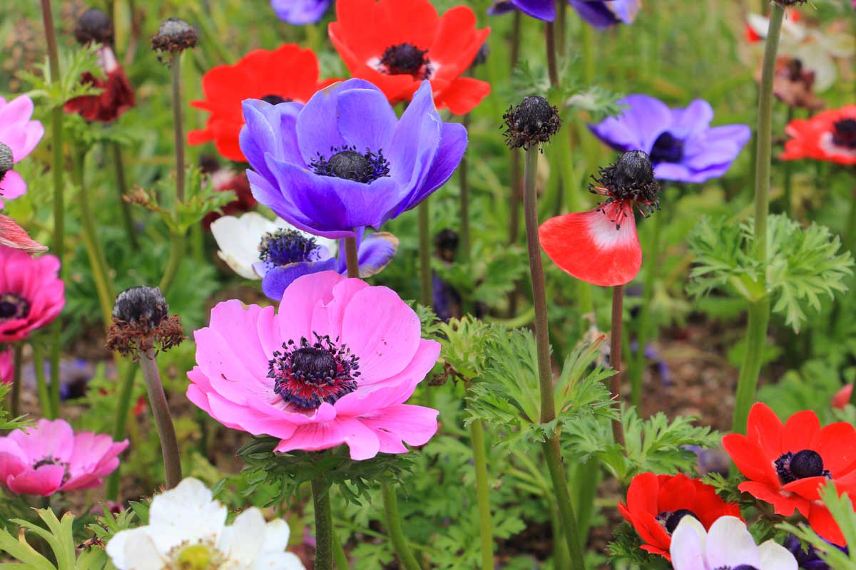 Anemoni da abbinare alla Perovskia