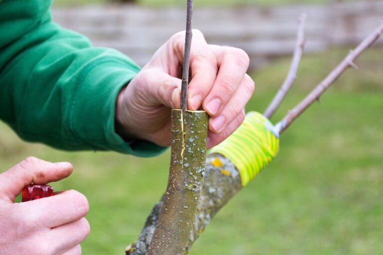 innesto-a-spacco innesto-a-spacco