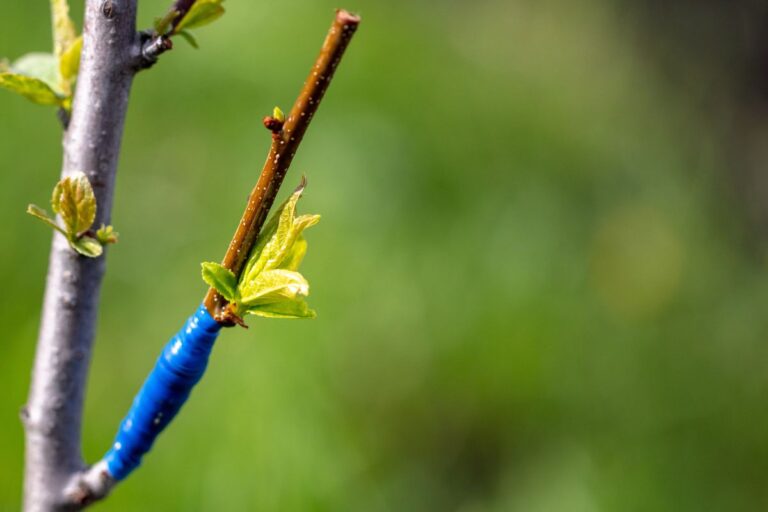 Innesti a spacco sugli agrumi: tecniche e consigli per appassionati Innesto a spacco