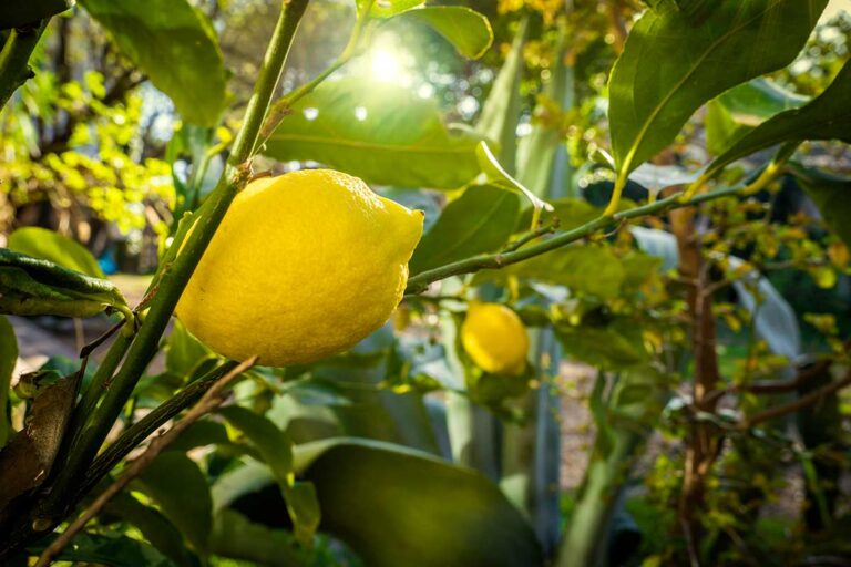 Limoni sani e produttivi in primavera: come proteggerli dagli insetti parassiti Pianta di limone parassiti