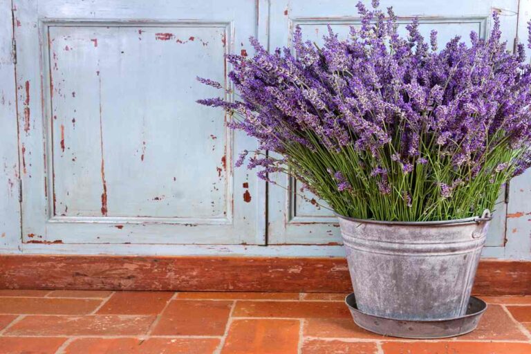 Come usare le piantine di lavanda per un home decor elegante piantine di lavanda