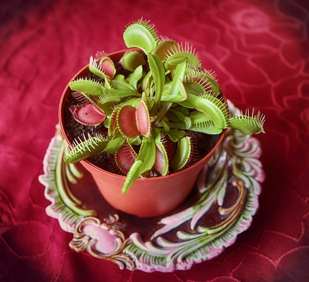 Dionaea muscipula