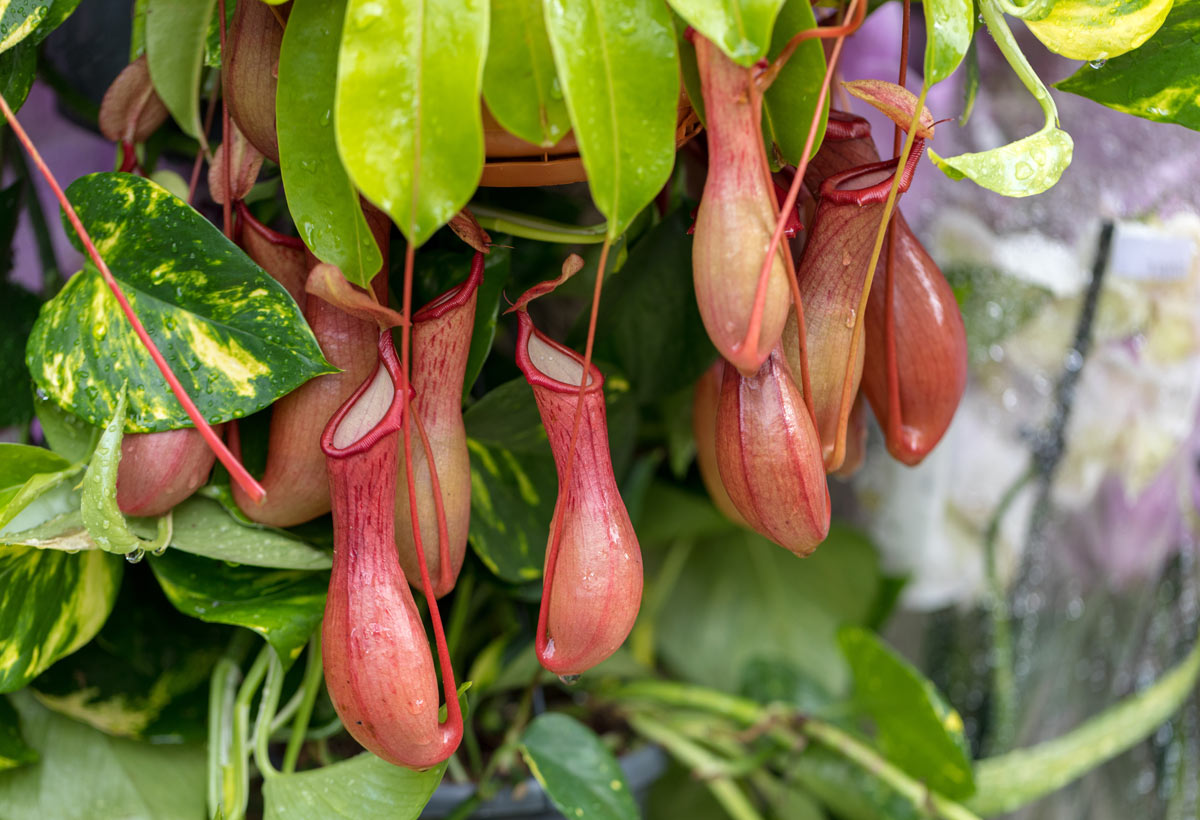 Nepenthes