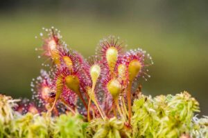 piante carnivore insetti