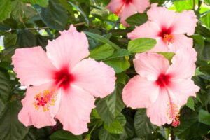 Piante che fioriscono sotto il sole estivo